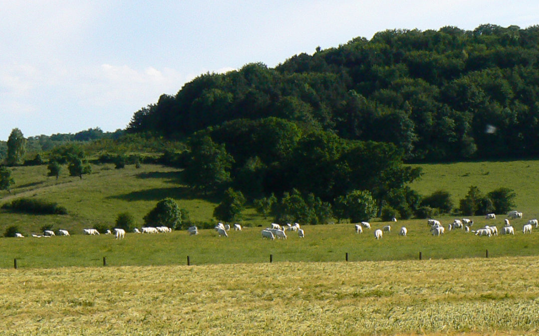 COTES DE MEUSE PLAN DE PAYSAGE